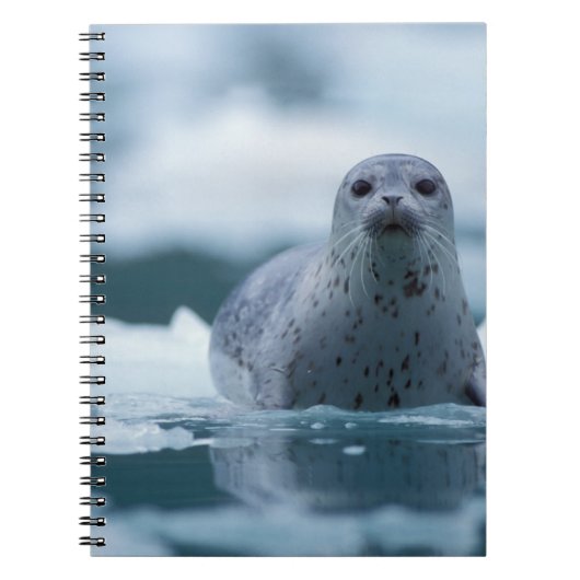 Carnet phoque commun du pacifique, Phoca vitulina richard (Devant)