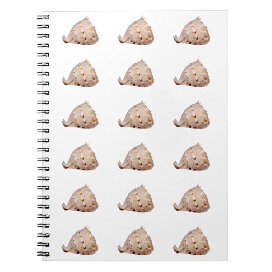 Carnet photo Conch Shell (Devant)