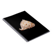Carnet photo Conch Shell (Côté Droit)