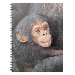 Carnet Photo de bébé chimpanzé mignon