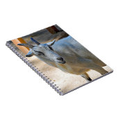 Carnet Photo de chèvre blanche (Côté Droit)