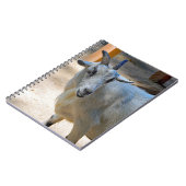 Carnet Photo de chèvre blanche (Côté gauche)
