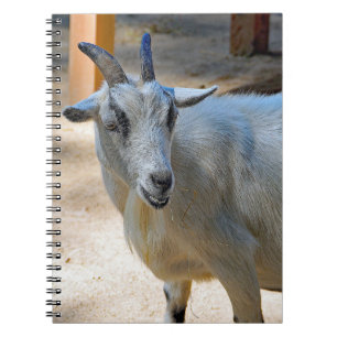 Carnet Photo de chèvre blanche