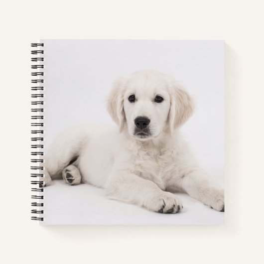 Carnet Photo de chiot Golden Retriever (Devant)