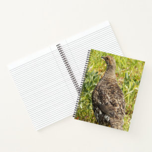 Carnet Photo de faune de Tétras fuligineux