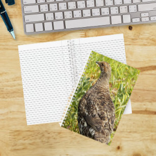 Carnet Photo de faune de Tétras fuligineux