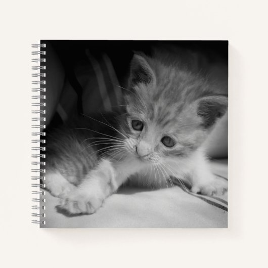 Carnet Photo de Kitten noir et blanc (Devant)
