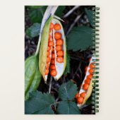 Carnet Photo de la capsule de graines d'Iris fétide (Verso)