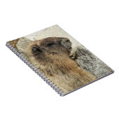 Carnet Photo de la faune de la marmotte de Hoary (Côté Droit)