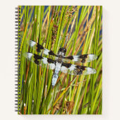 Carnet Photo de la libellule Common Whitetail Skimmer (Devant)