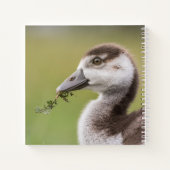 Carnet Photo de la nature de mignonne Goose Chick (Dos)