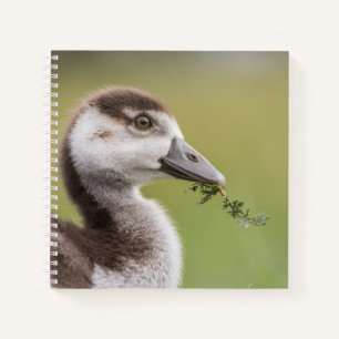 Carnet Photo de la nature de mignonne Goose Chick