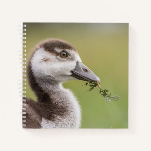 Carnet Photo de la nature de mignonne Goose Chick (Devant)