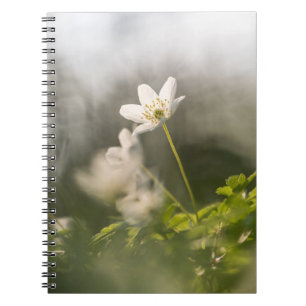 Carnet Photo de la nature des fleurs blanches