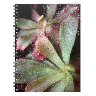 Carnet Photo de la plante de rosée solaire d'Hamilton
