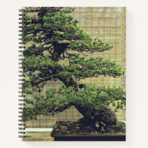 Carnet Photo de l'arbre Bonsai de pin blanc japonais