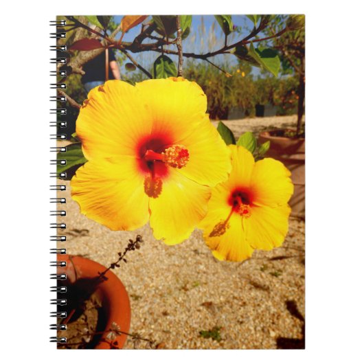 Carnet photo de l'Hibiscus jaune (Devant)
