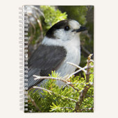 Carnet Photo de nature de Geai du Canada (Recto)