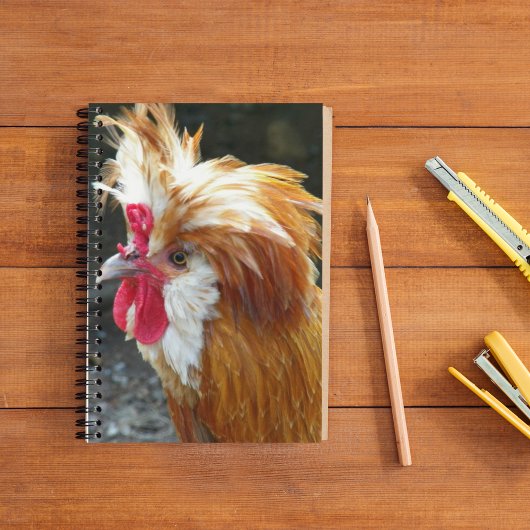 Carnet Photo de poulet rouge polonais