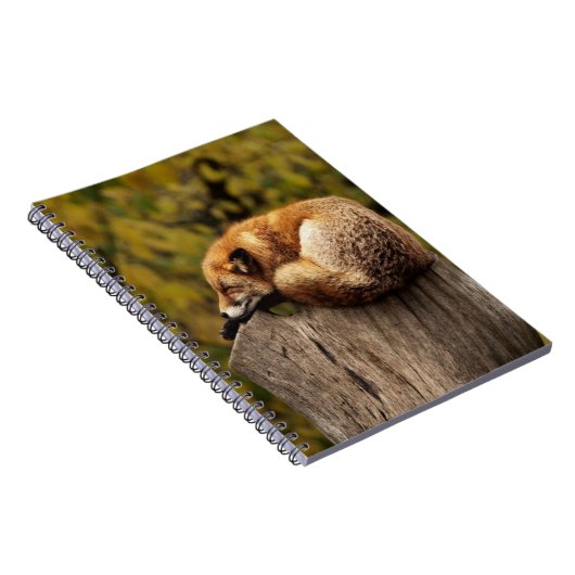 Carnet Photo de renard dormant (Côté Droit)