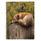 Carnet Photo de renard dormant (Devant)