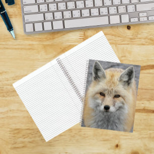 Carnet Photo de renard roux mignon