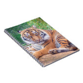 Carnet Photo de tigre étonnante (Côté Droit)