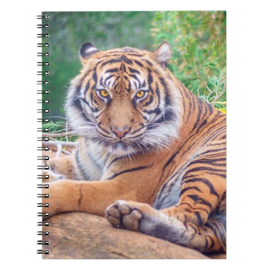 Carnet Photo de tigre étonnante (Devant)