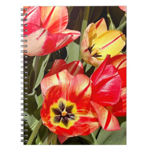 Carnet Photo d'une fleur de la Nouvelle-Angleterre