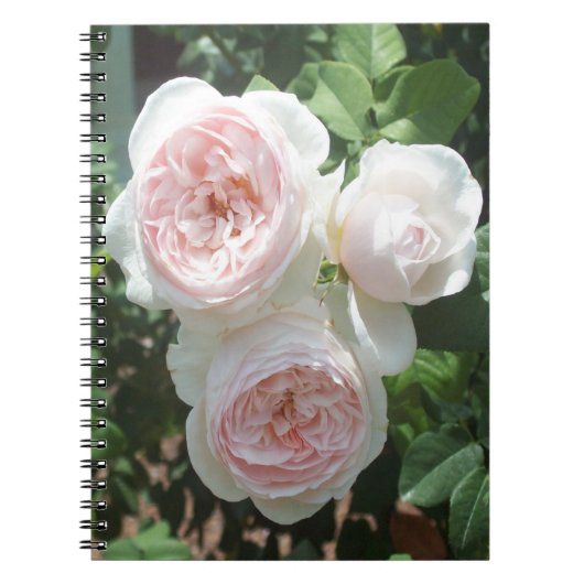 Carnet photo en Rose rose clair (Devant)