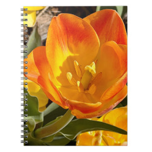 Carnet Photo Fleur de la Nouvelle-Angleterre