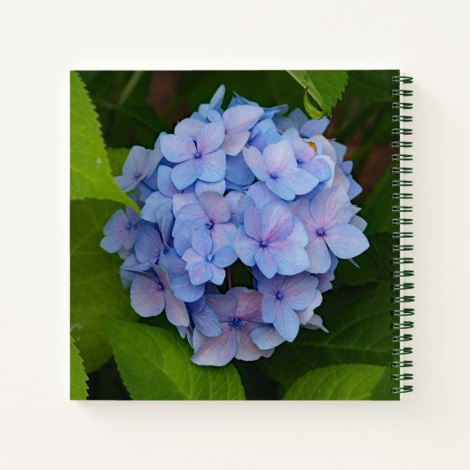 Carnet Photo florale d'Hydrangea bleu et rose (Dos)