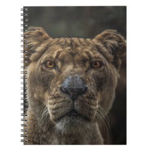 Carnet PHOTO FOCALE SÉLECTIVE DE L'OURS Brown EN JOURNÉE