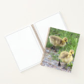 Carnet photo Goslings (Intérieur)