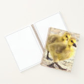Carnet photo Goslings (Intérieur)