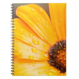 Carnet Photo orange de plan rapproché de marguerite