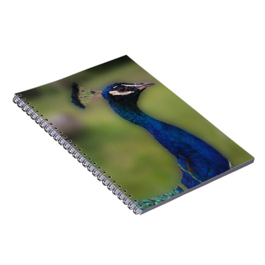 Carnet photo Peacock (Côté Droit)