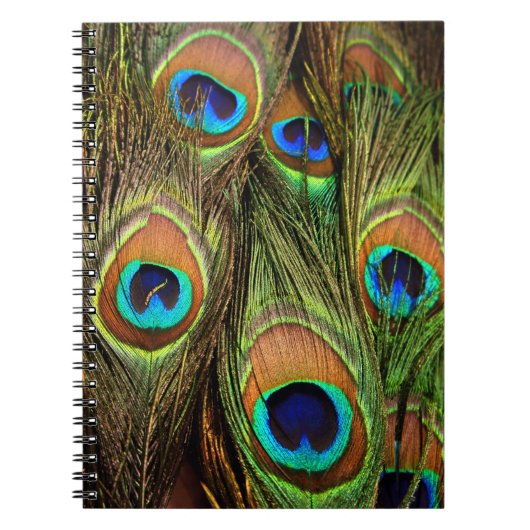 Carnet photo Peacock Feathers (Devant)