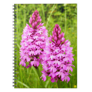 Carnet photo pyramidal de la spirale orchidée