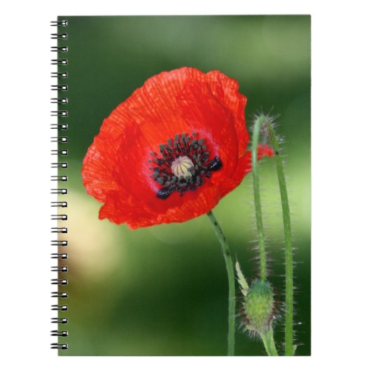 Carnet photo Red Poppy Seed (Devant)