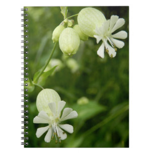 Carnet photo Silene Vulgaris Spiral