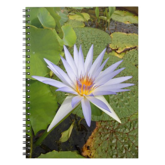 Carnet photo Water Lily (Devant)