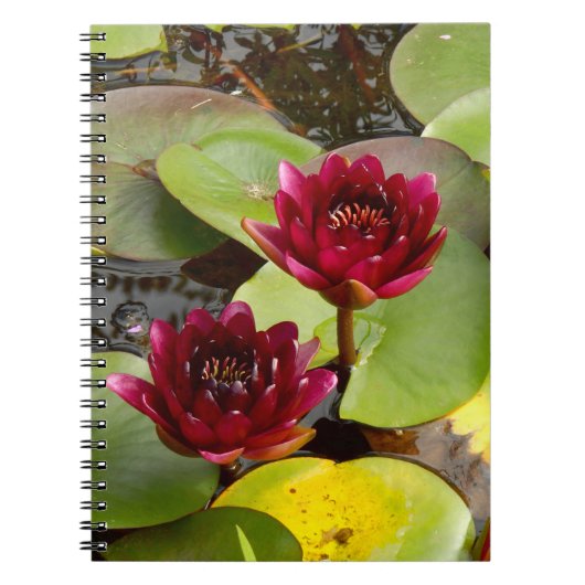 Carnet photo Water Lily (Devant)