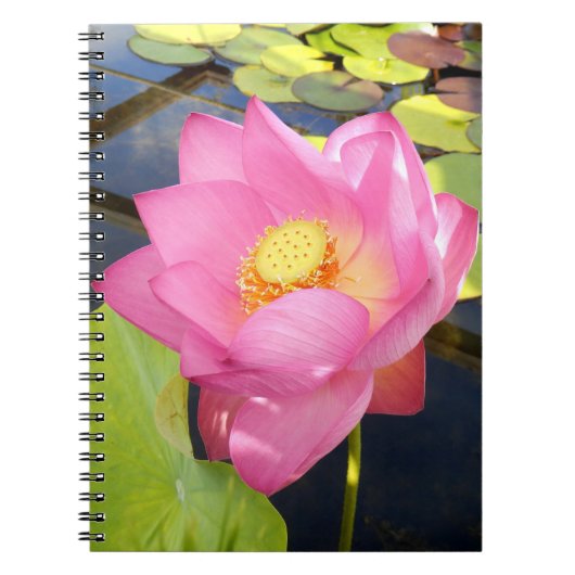 Carnet photo Water Lily (Devant)
