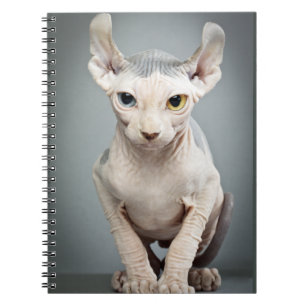 Carnet Photographie de chat de sphinx d'Elf