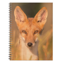 Photographie de faune sauvage : Yeux du Renard Rou