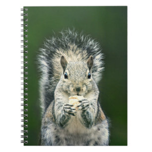 Carnet Photographie de la faune des écureuils mignons