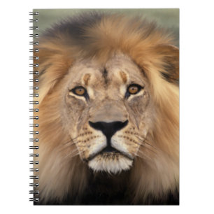 Carnet Photographie de lion