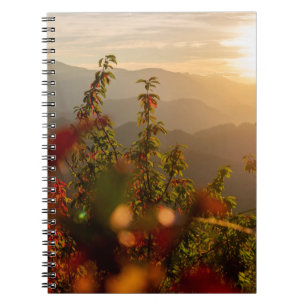 Carnet Photographie de nature d'arbres verts surplombant