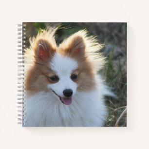 Carnet Photographie de portrait de chien Spitz Poméranien